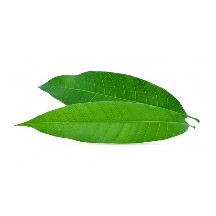 MANGO LEAF